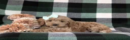 Cockapoo dogs for sale: Marlaina - Ad 4