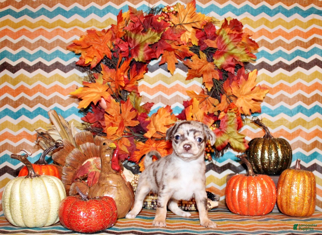 Chihuahua dogs for sale: Perez - Ad 2