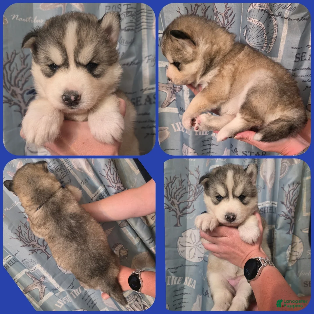 Siberian Husky dogs for sale: Blue - Ad 1