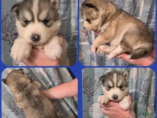 Siberian Husky dogs Blue - Ad 21