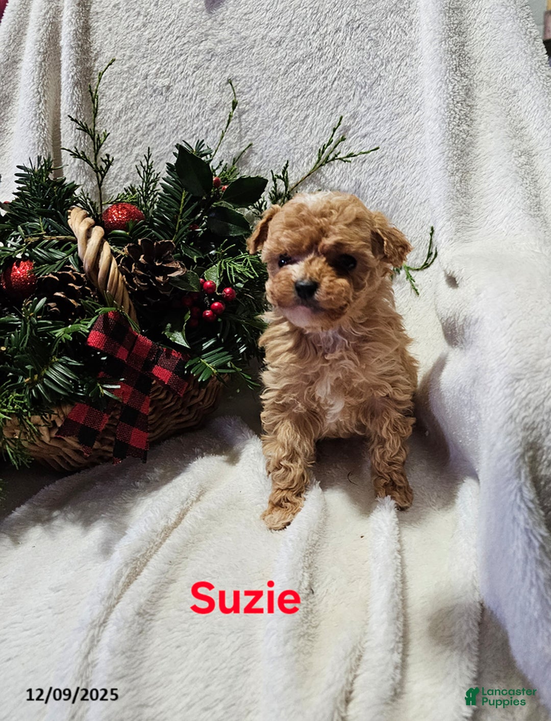 Havapoo dogs for sale: Suzie - Ad 1