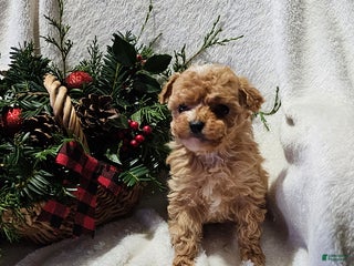 Havapoo dogs Suzie - Ad 9