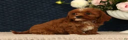 Cavapoo dogs for sale: Lana - Ad 3