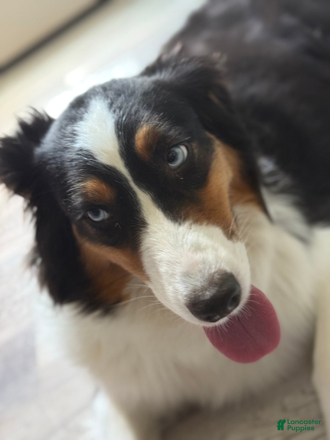 Australian Shepherd dogs for sale: Australian Shepherd Puppy 3 - Ad 5