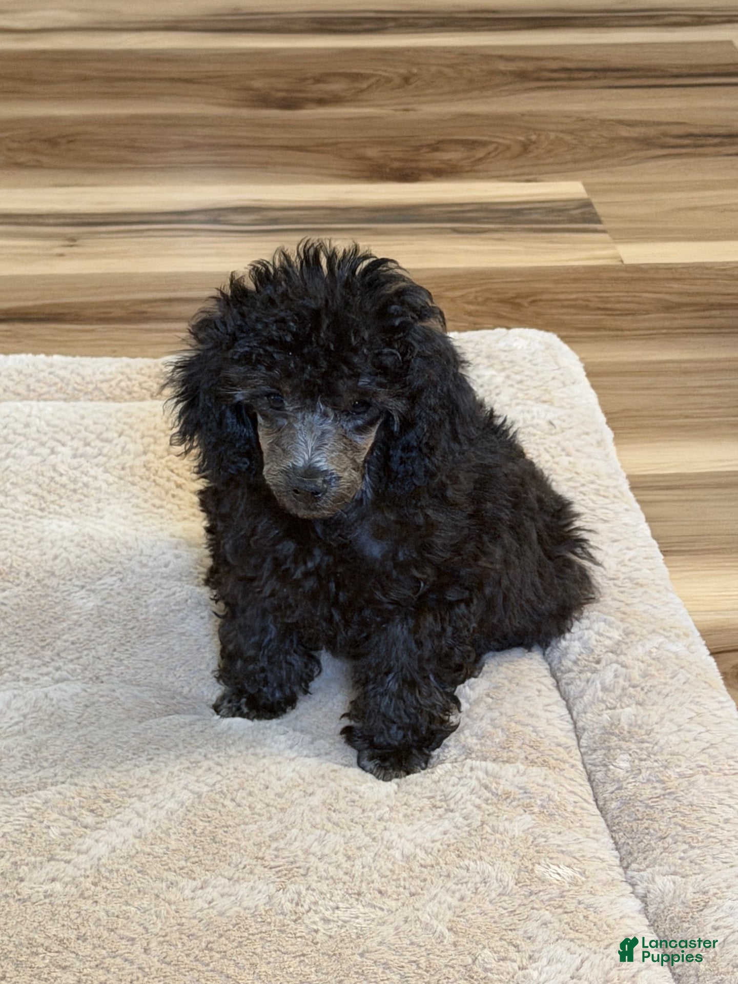 Toy Poodle dogs Toy Poodle 1Pepper - Ad 32