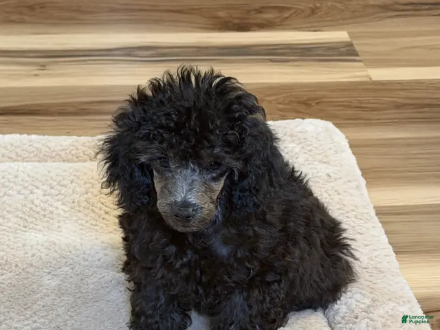 Toy Poodle dogs Toy Poodle 1Pepper - Ad 32