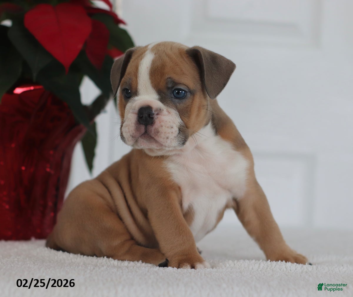 English Bulldog dogs Ronnie - Ad 1
