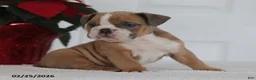 English Bulldog dogs for sale: Ronnie - Ad 3