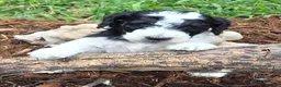 Standard Poodle dogs for sale: Standard Poodle 2 - Ad 2