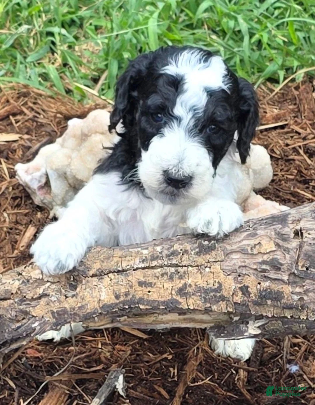 Standard Poodle dogs for sale: Standard Poodle 2 - Ad 2