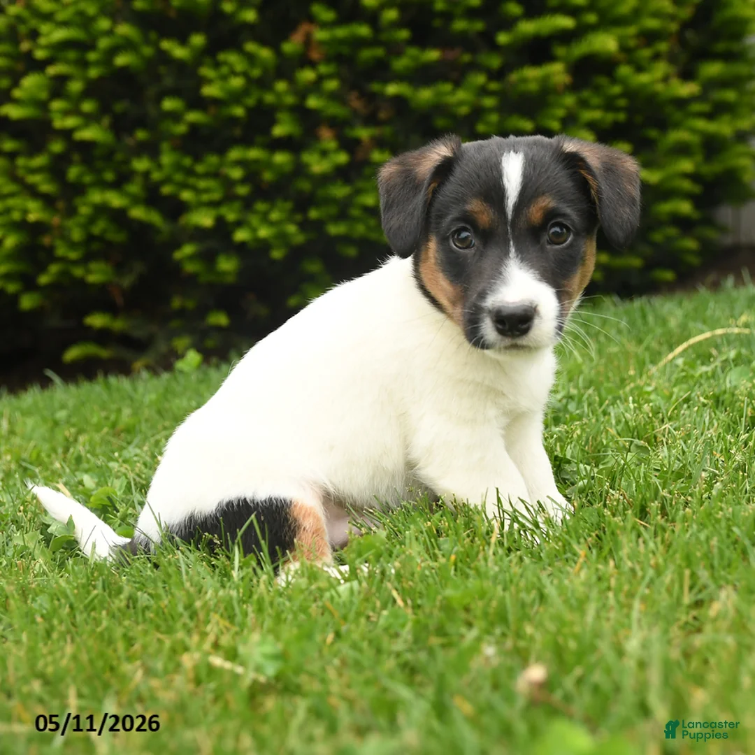 Jack Russell Terrier dogs for sale: Bowser - Ad 3