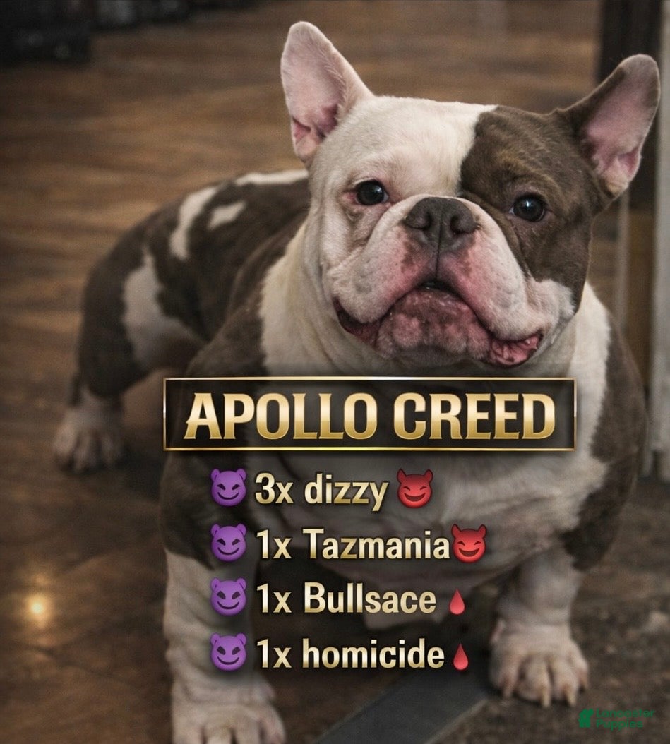 American Bully dogs AVAILABLE 🧬💉💦🐶 - Ad 2