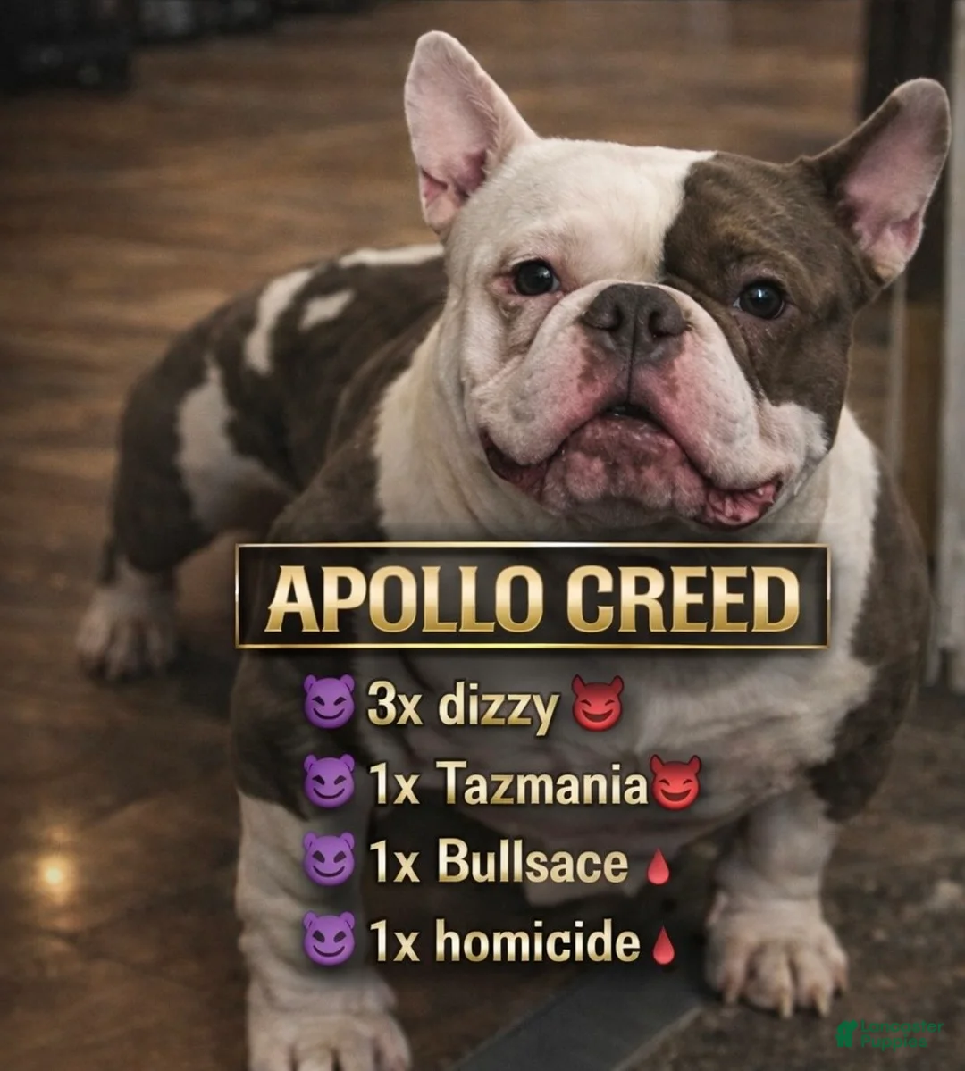 American Bully dogs for stud: AVAILABLE 🧬💉💦🐶 - Ad 1