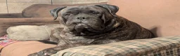Bullmastiff dogs for sale: Bullmastiff Puppy 1 - Ad 7