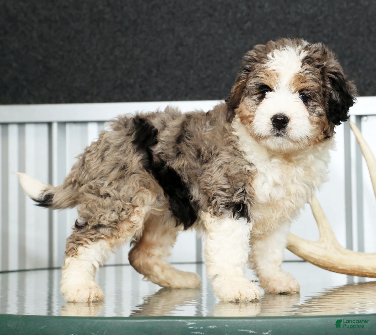 Mini Bernedoodle dogs Jane - Ad 1