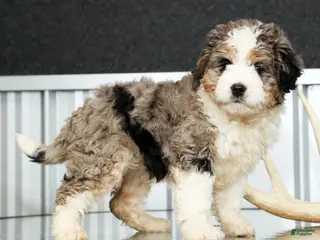 Mini Bernedoodle dogs for sale: Jane - Ad 2