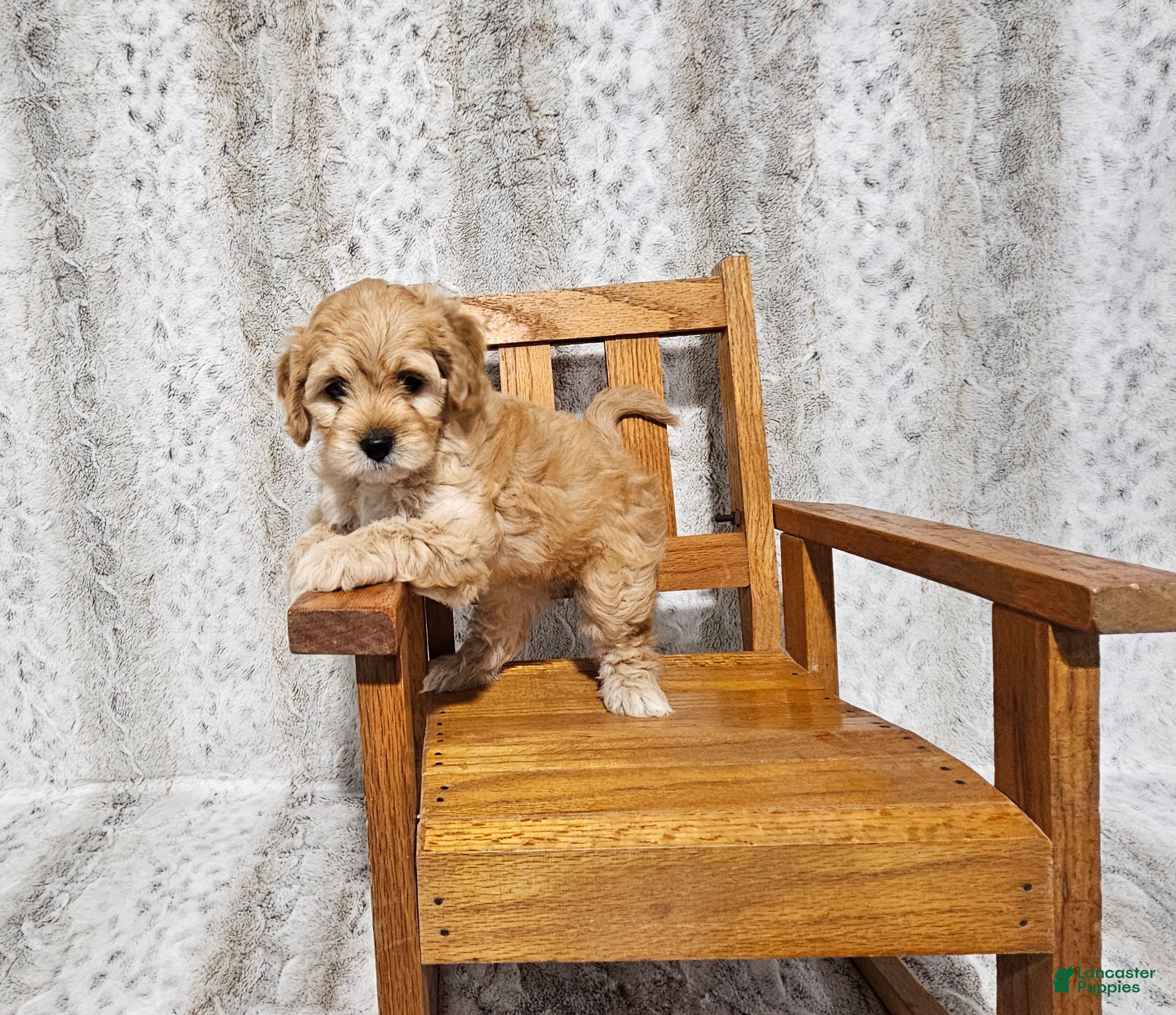 Cavapoo dogs F1 Hera - Ad 34