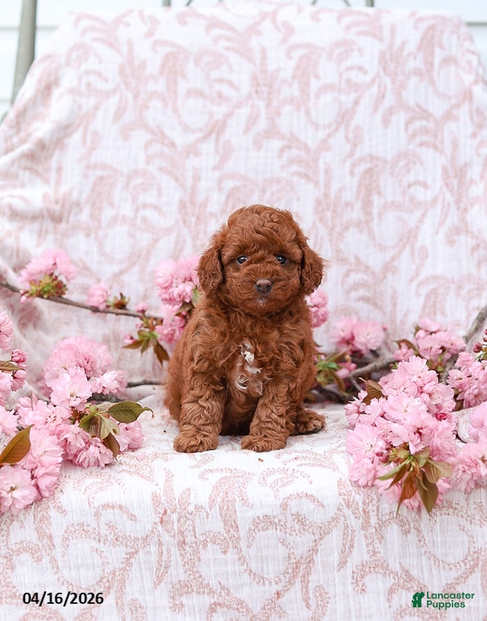 Cockapoo dogs Kandy - Ad 1