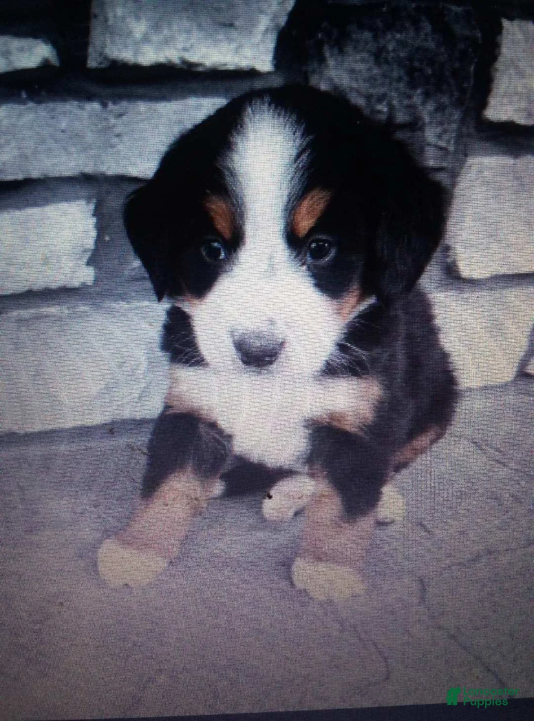 Bernese Mountain Dog dogs for sale: Abby - Ad 1