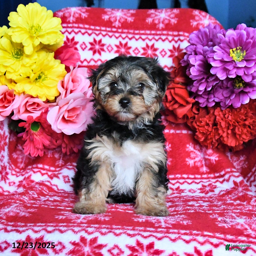 Yorkiepoo dogs for sale: Holly - Ad 1