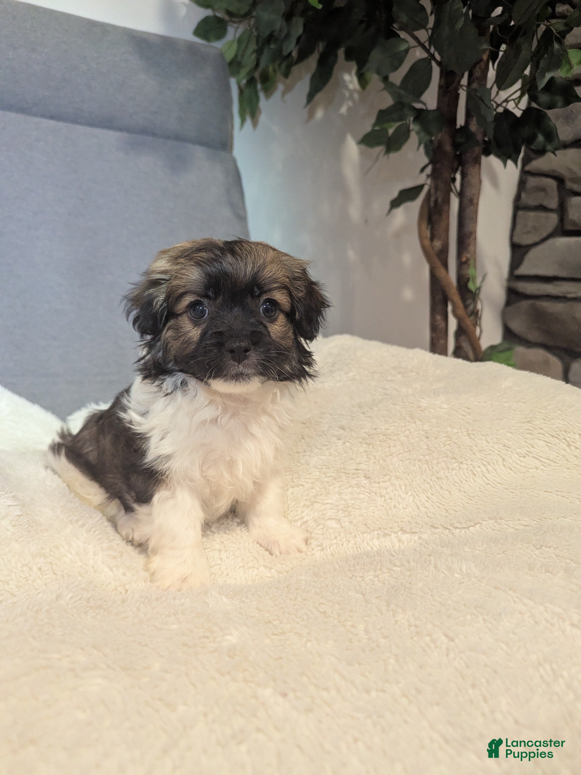 Havanese dogs Buddy (short haired) - Ad 30