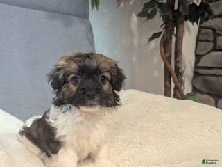 Havanese dogs Buddy (short haired) - Ad 30