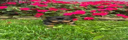 Yorkshire Terrier dogs for sale: Bobby - Ad 4
