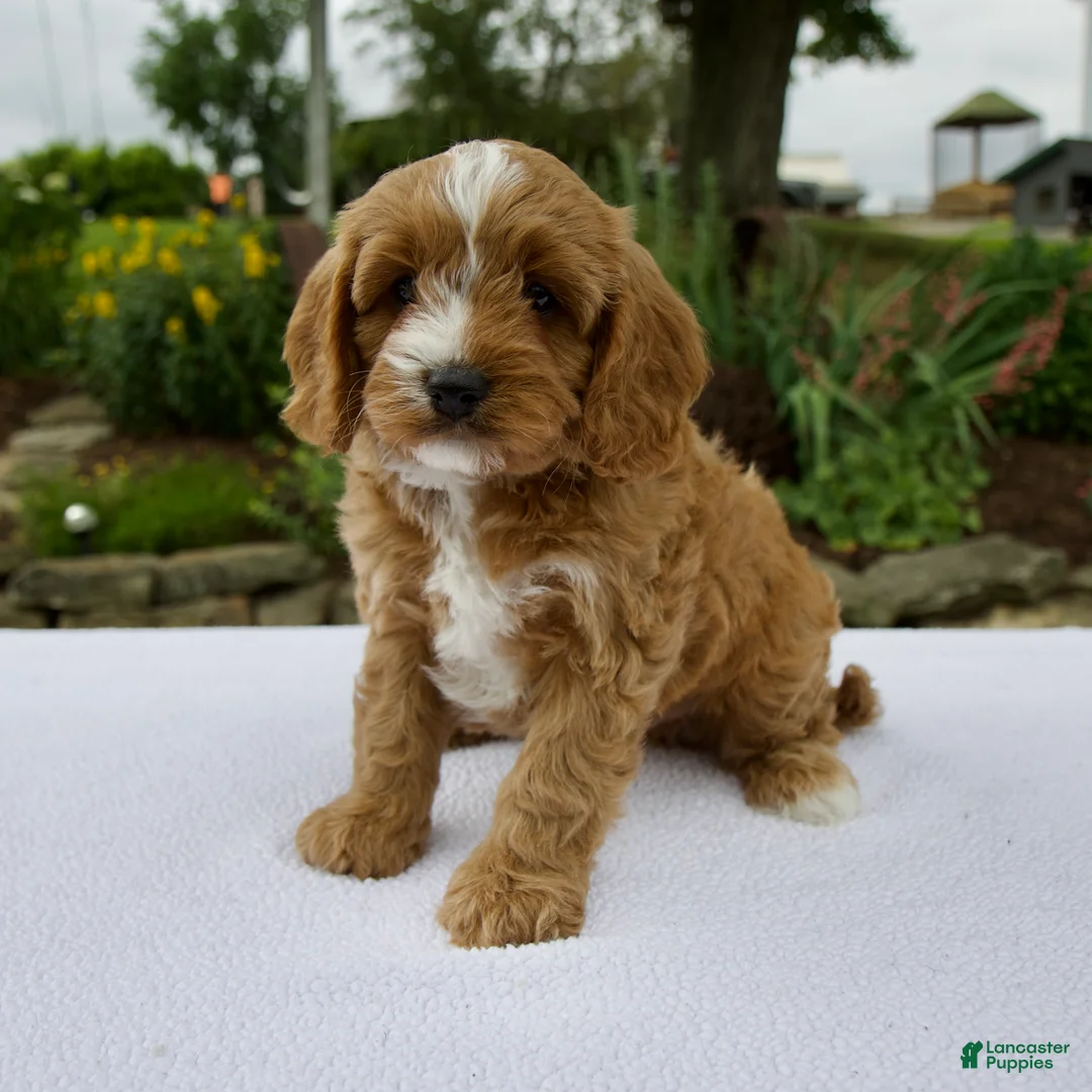 Cavapoo dogs for sale: Gus - Ad 2