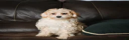 Maltipoo dogs for sale: Lilly - Ad 4