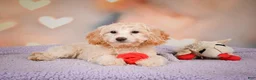 Cavapoo dogs for sale: Parker - Ad 3