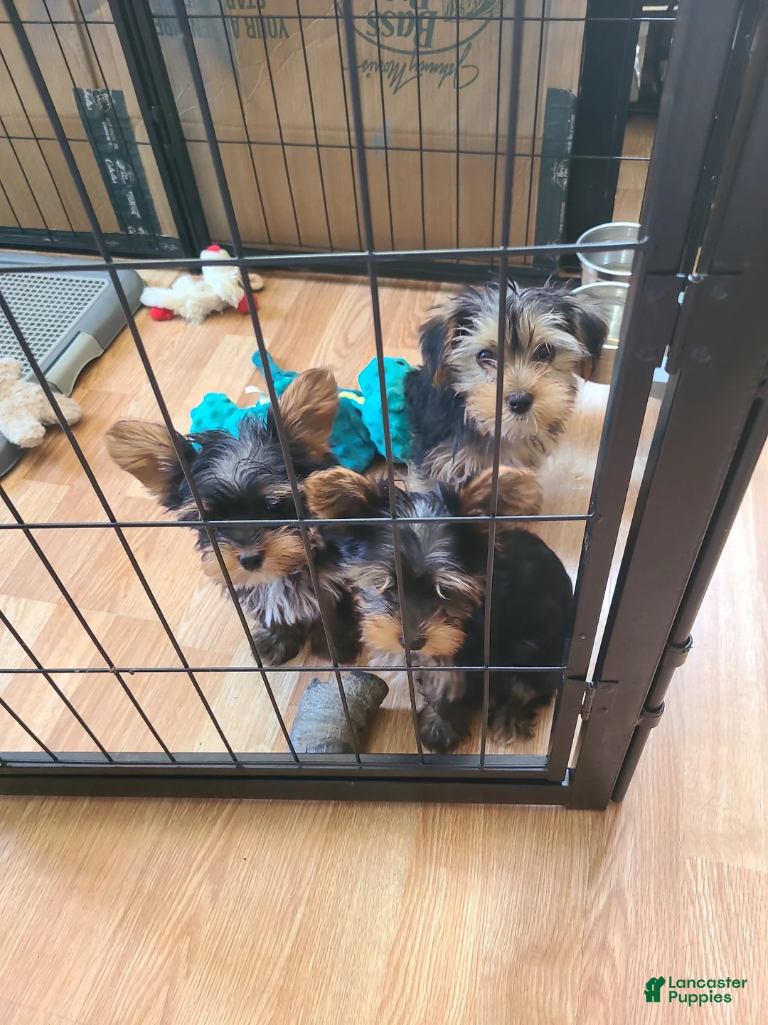 Yorkshire Terrier dogs for sale: Yorkshire Terrier Puppy 1 - Ad 2