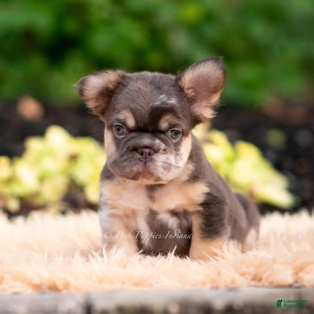 French Bulldog dogs for sale: Baby yoda - Ad 2