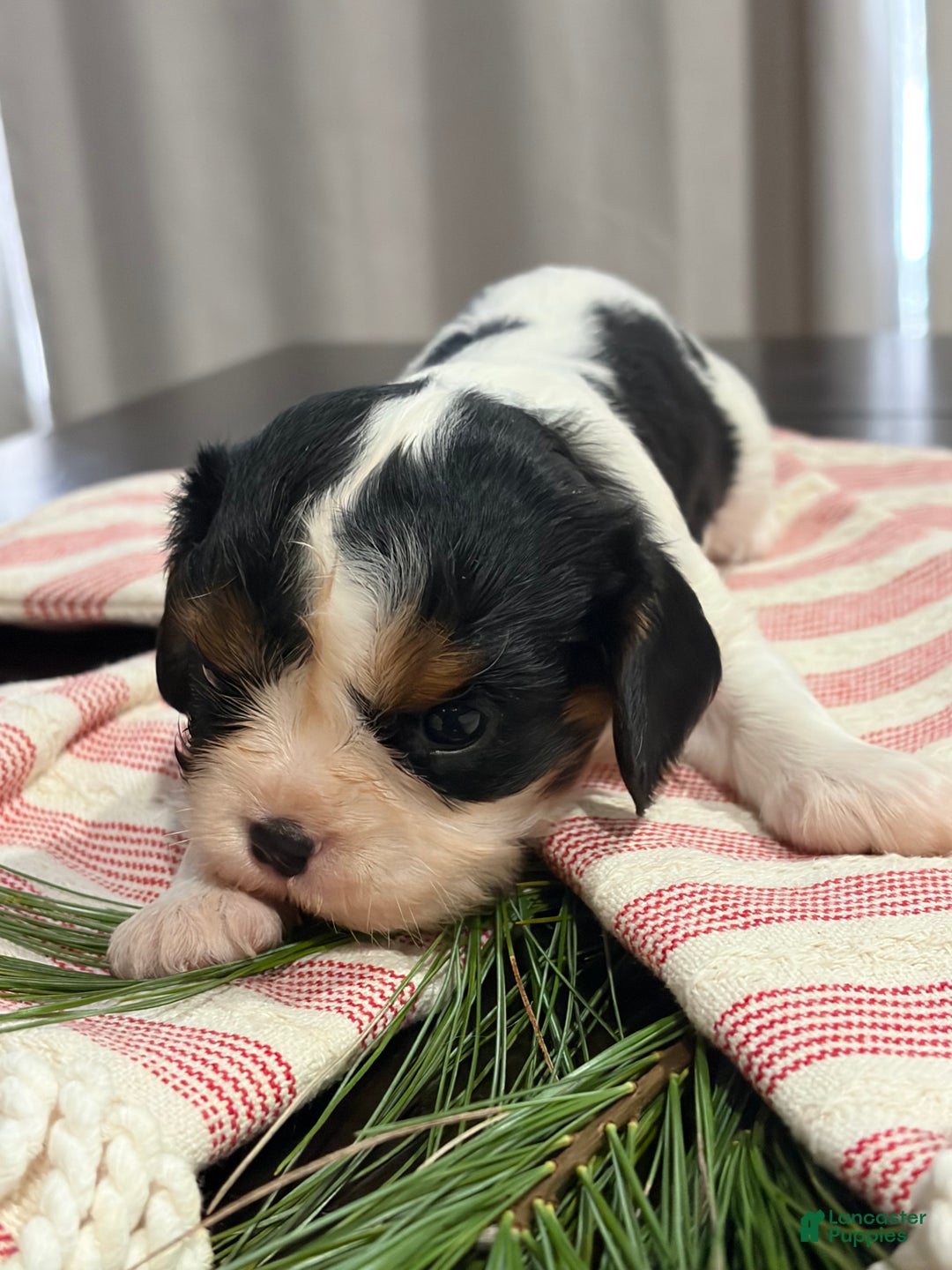 Cavalier King Charles Spaniel dogs for sale: Ivy - Ad 4