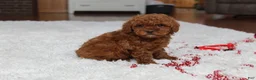 Toy Poodle dogs for sale: Tiny Asher - Ad 11