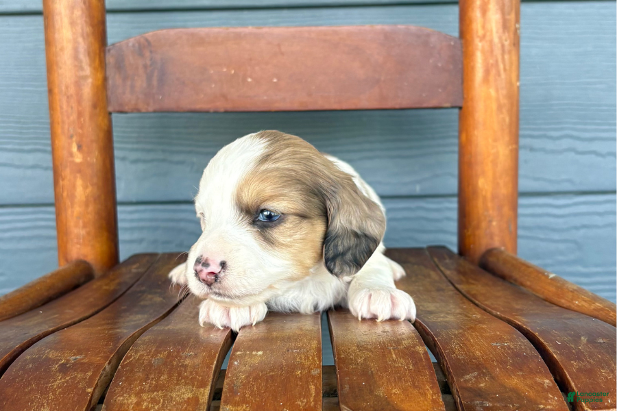 Miniature Dachshund dogs Marble - Ad 29