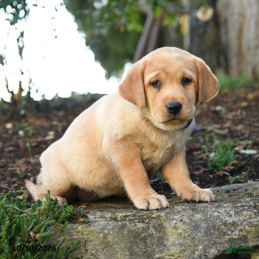 Labrador Retriever dogs for sale: April - Ad 1