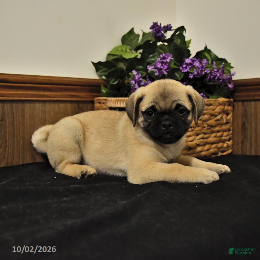 Mixed Breed dogs Cuddly - Ad 1