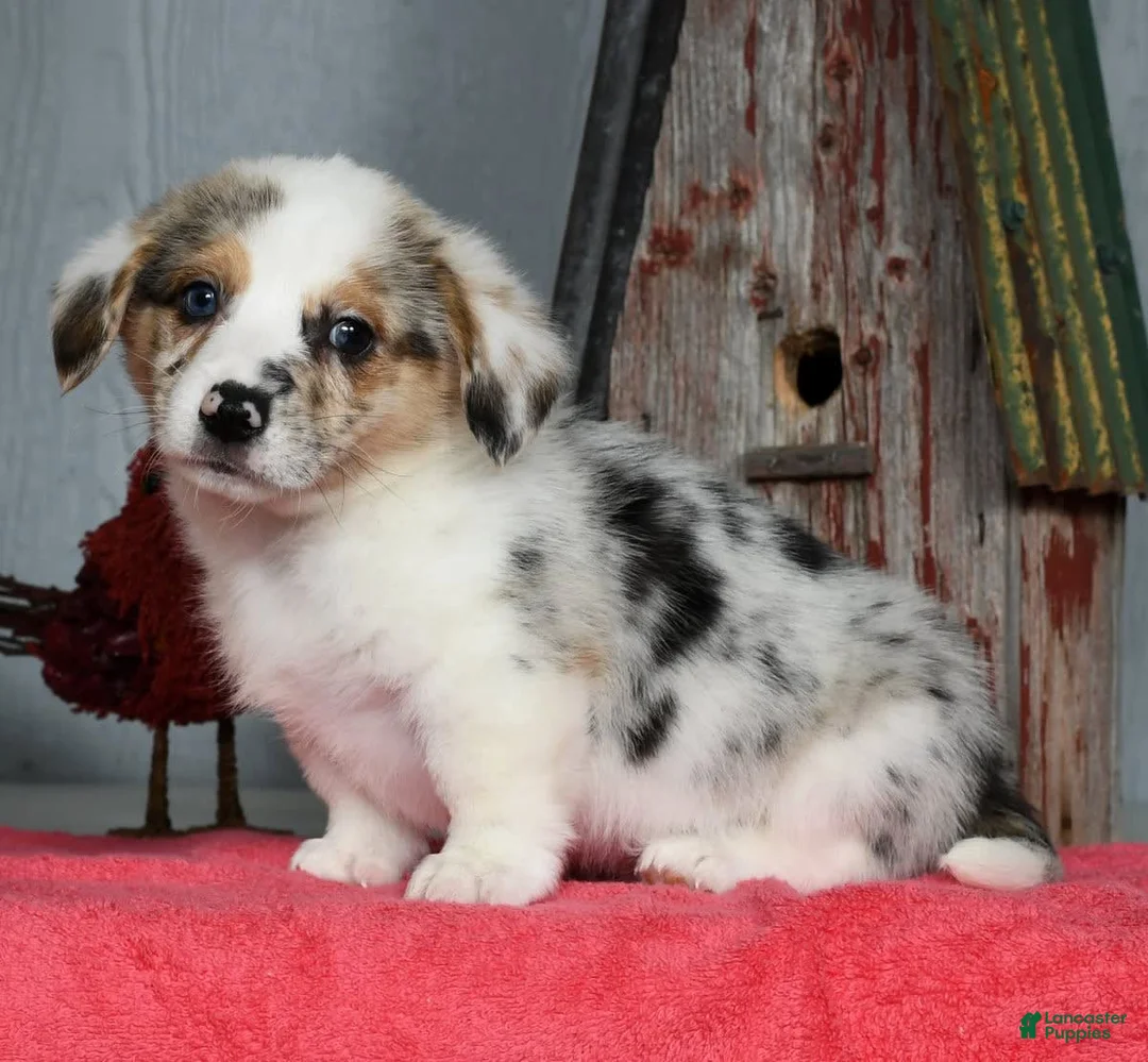 Gallery Image {{count}}