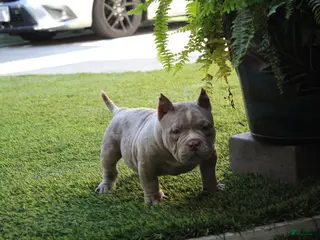 American Bully dogs Ghost American Bully - Ad 4