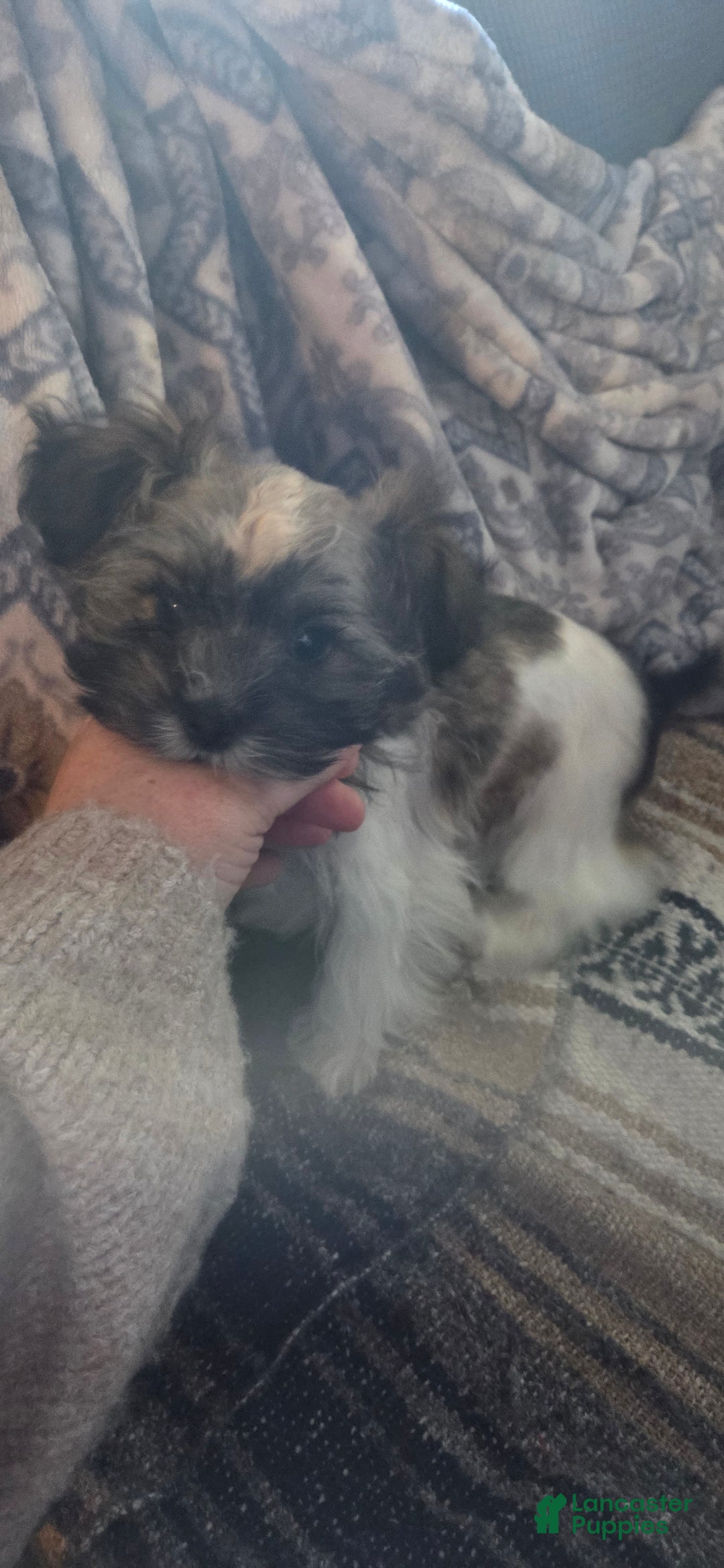 Mixed Breed dogs for sale: Mooshie - Ad 2