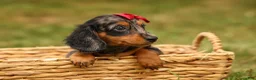 Miniature Dachshund dogs for sale: BAILEY - Ad 15