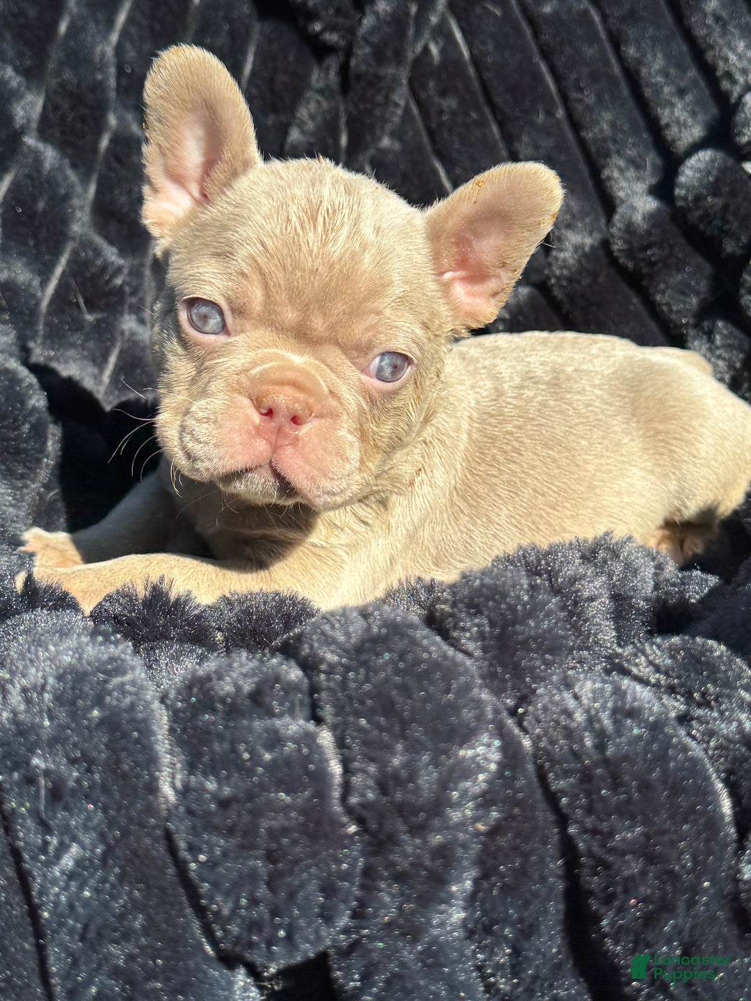 French Bulldog dogs for sale: French Bulldog Puppy 1 - Ad 1