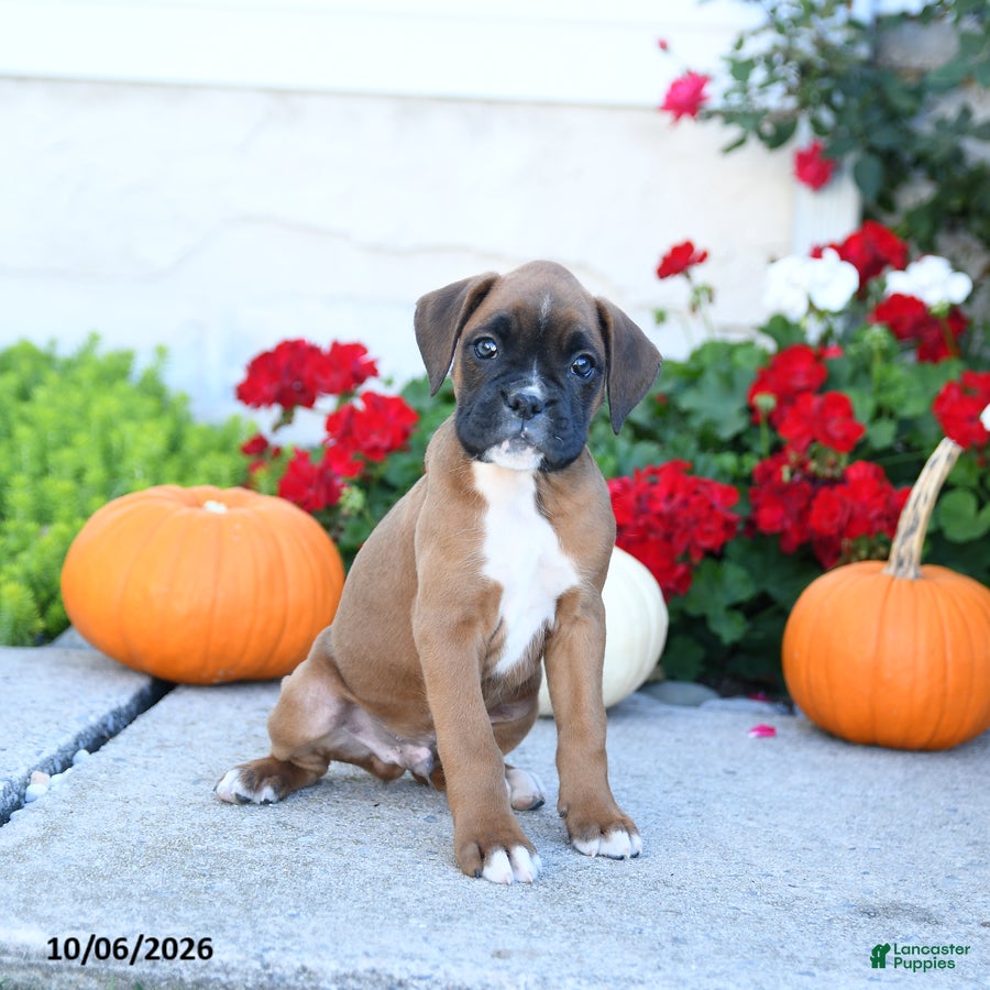 Boxer dogs Milo - Ad 1