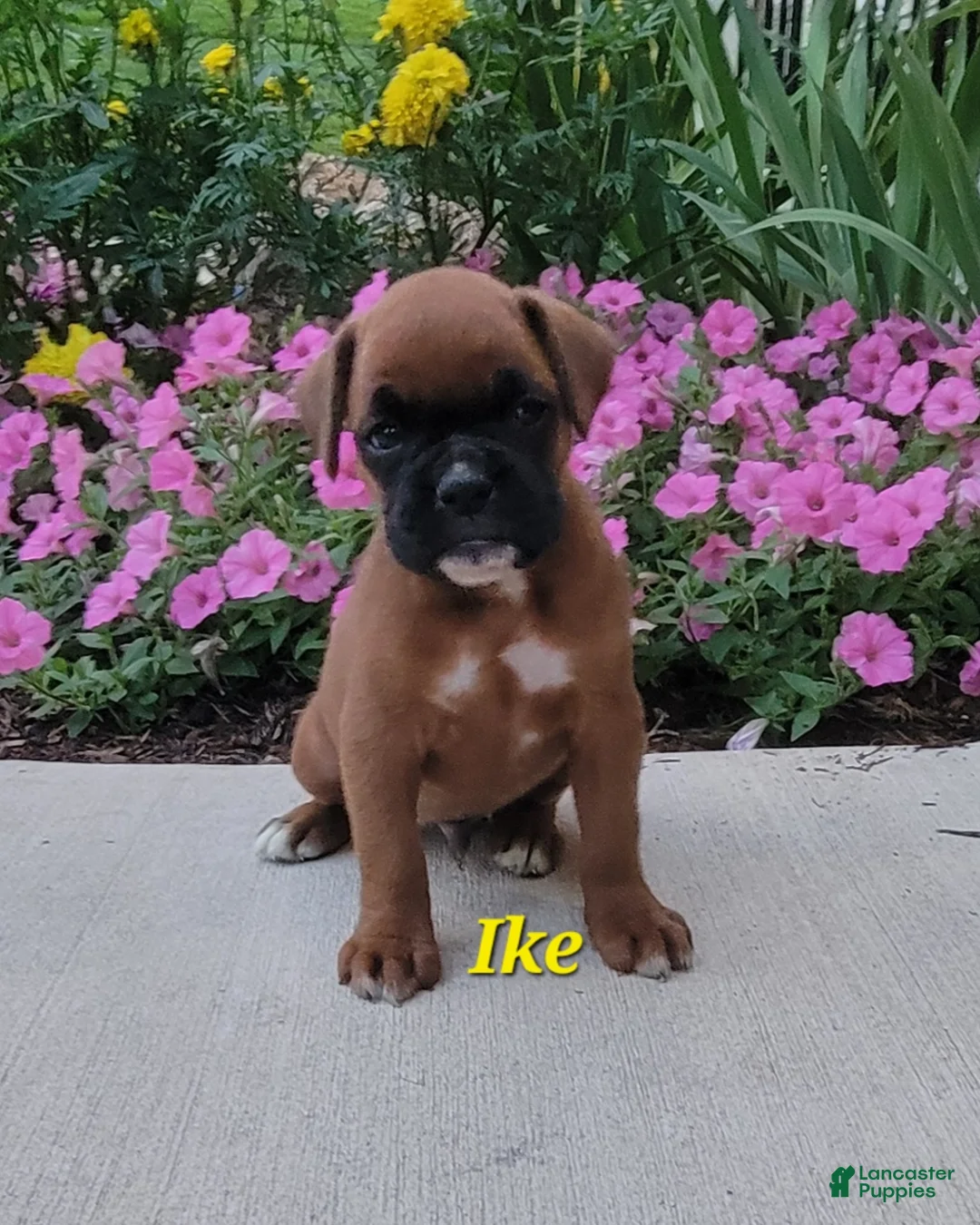Boxer dogs for sale: Ike - Ad 4