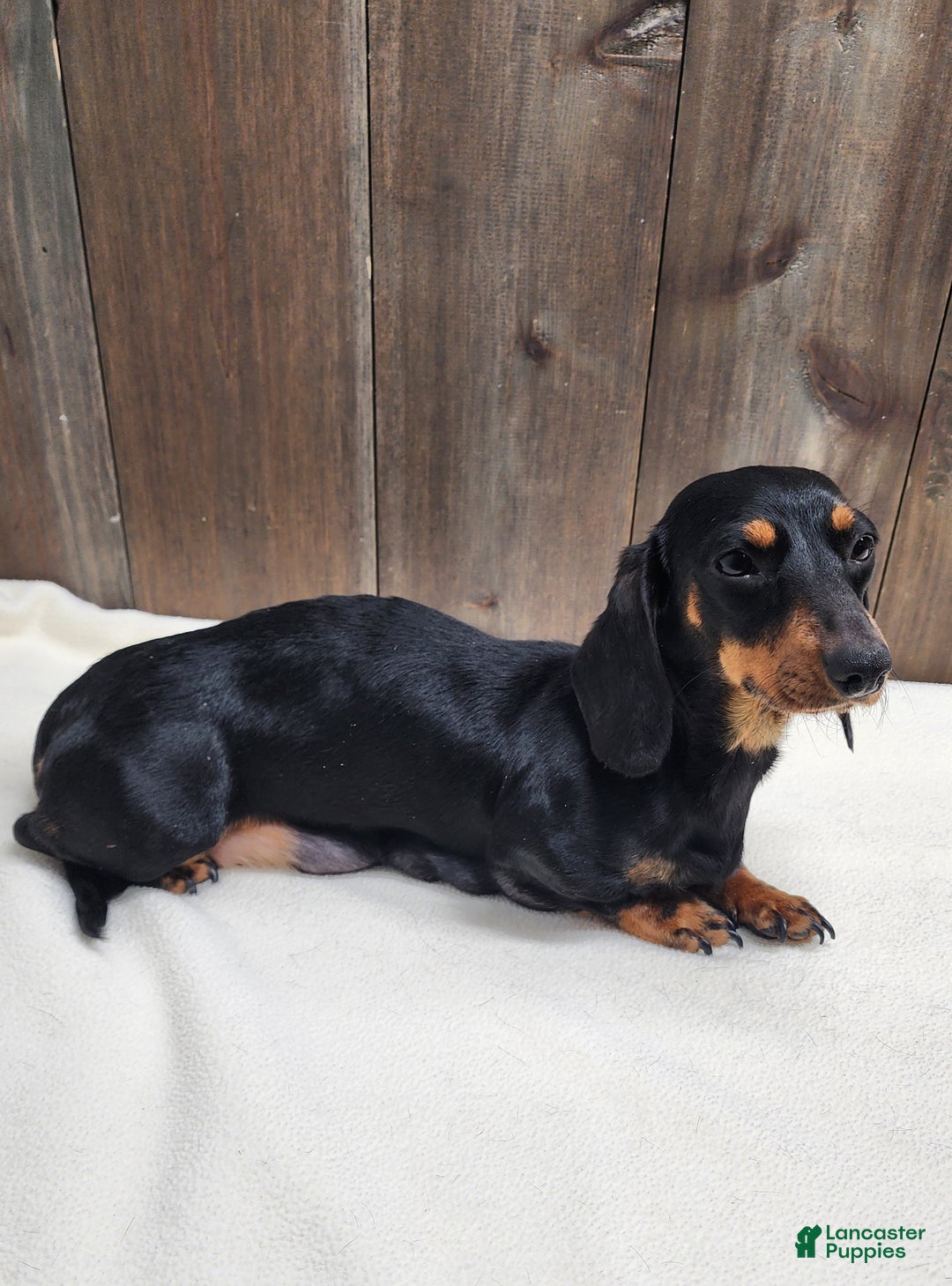 Miniature Dachshund dogs for sale: Miniature Dachshund Puppy 2 - Ad 13
