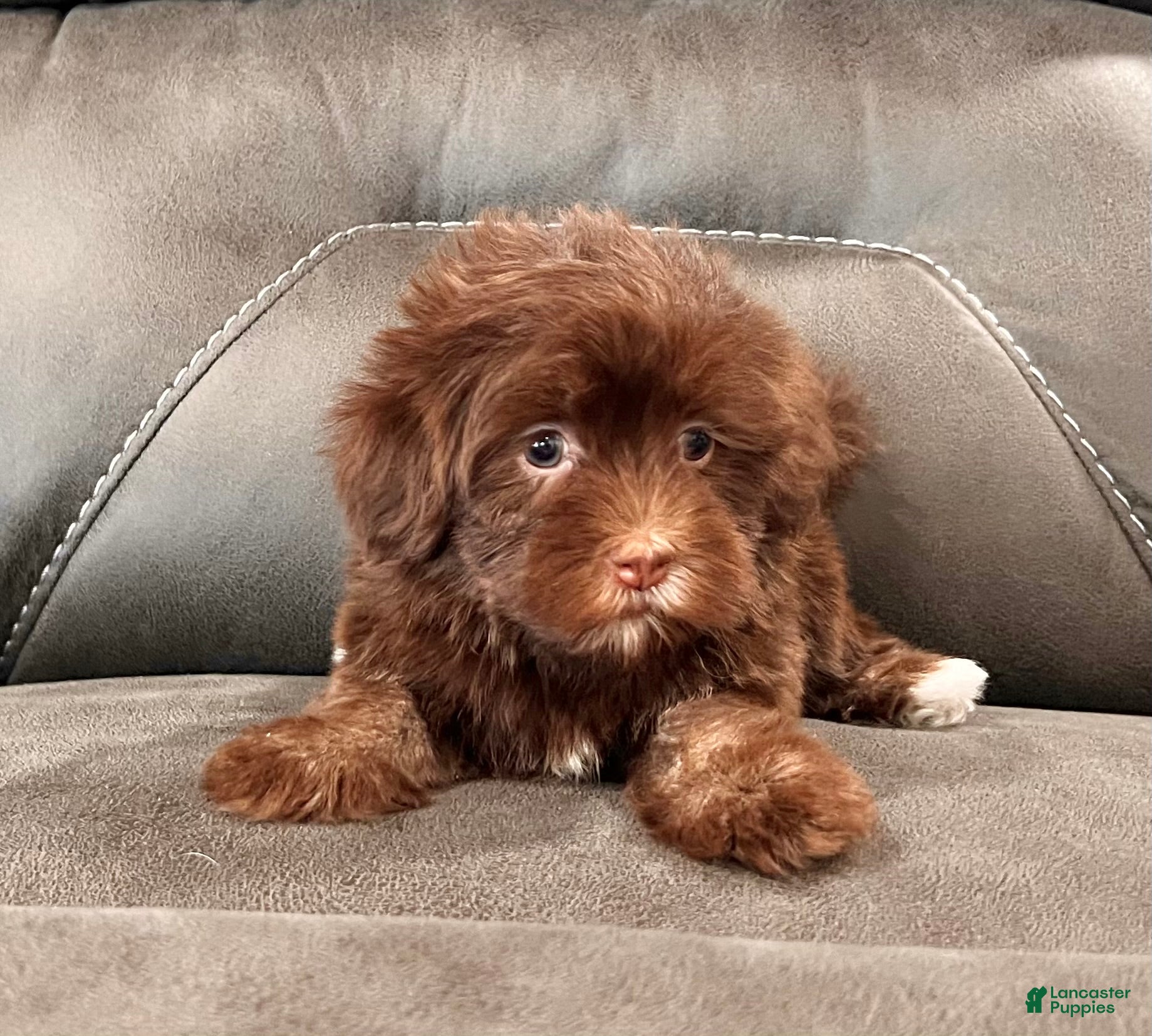 Havanese dogs Roxy - Ad 6