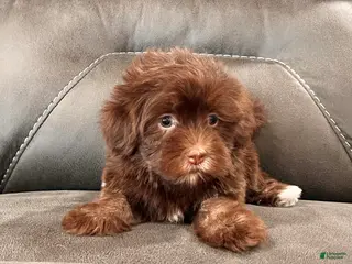 Havanese dogs Roxy - Ad 2