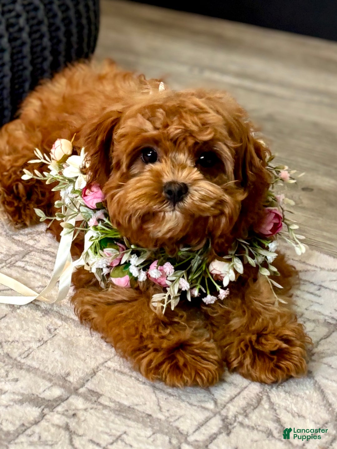 Cavapoo dogs for sale: Fifi - Ad 2