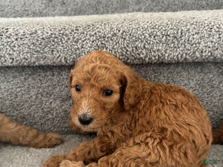 Standard Poodle dogs - Ad 18