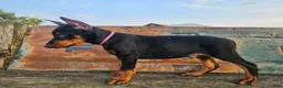 Doberman Pinscher dogs for sale: Bright Pink Collar Boy  - Ad 2
